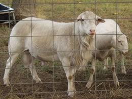 hair ram  Dorper cross lamb