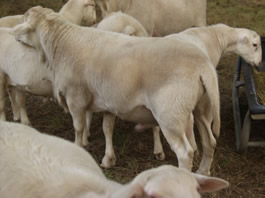 half Dorper hair ram hair lambs