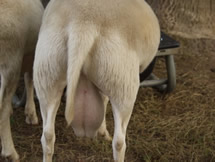 dorper cross herd sire 