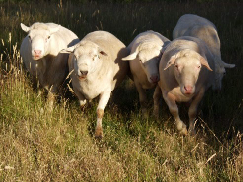 white dorper cross 2014 herd sires