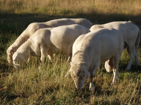 white dorper cross hair rams 2014