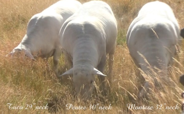 herd sires beautiful hair coats