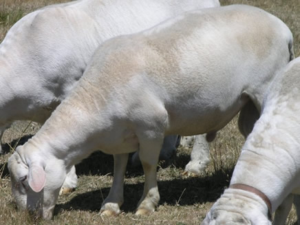 tuco white dorper katahdin ram 