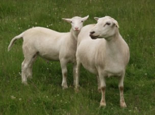 hair ewe with 2 month hair ram