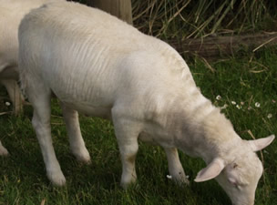 2 month hair ewe lamb