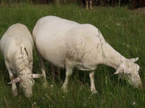 Dorper hair ewe with 2 month hair ram lamb