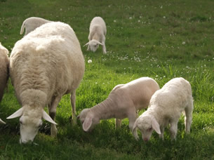 White Dorper with twin hair lambs