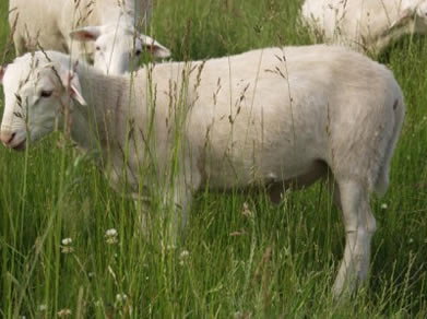 hair ewe on pasture
