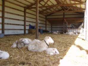 clean hair sheep
