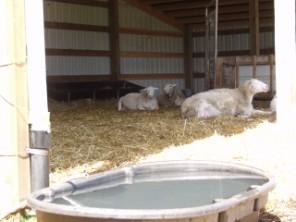 hair sheep relaxing