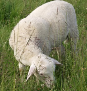 hair ewe grazing