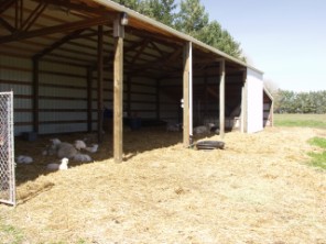 clean straw in front of barn