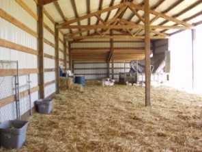 clean hair sheep barn