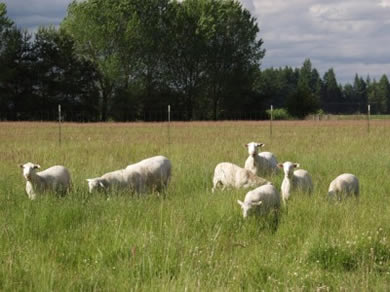 hair sheep on pasture