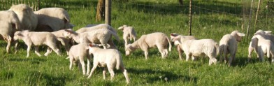 hair lambs going to graze