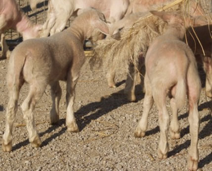 pink skin tone hair coats