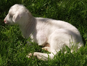 white dorper katahdin lamb