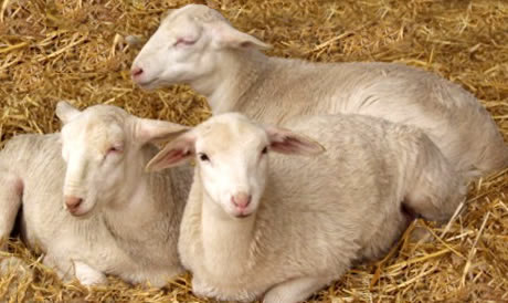 two ram lambs 1 ewe lamb