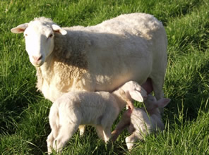ewe nursing twins