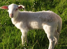 hair lamb