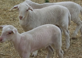 white  lamb hair coats