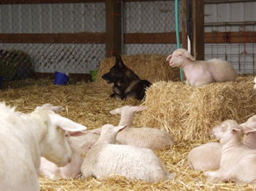 GSD watching over lambs
