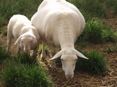 dorper ewe with lambs