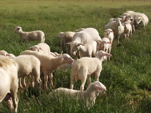 hair lambs in pasture