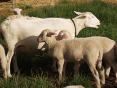 twin hair lambs with ewe