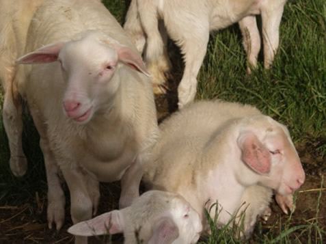 golden hair lambs