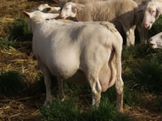 ewe milking heavy