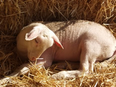 hair lamb resting