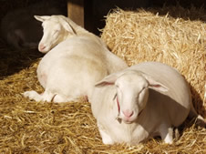 two ewes resting