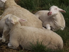 twin hair lambs