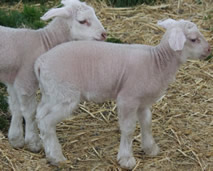 twin dorper katahdin lambs
