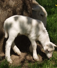 katahdin white dorper ewe lamb