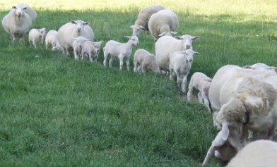 ewes lined up with lambs