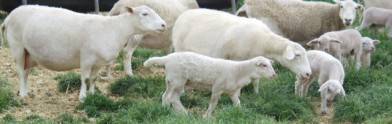 dorper katahdin hair sheep and lambs