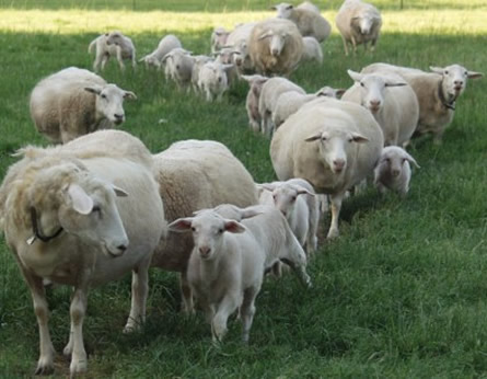hair ewes with hair lambs
