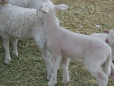 hair ewe lamb