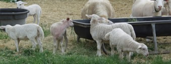 lambs starting to eat
