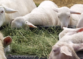 lambs eating with ewe