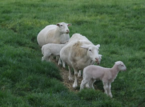 ewes with hair lambs