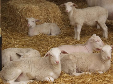 hair lambs in barn