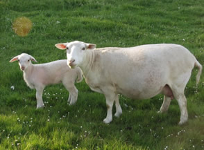 white dorper katahdin ewe and lamb