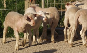 pigee hair lambs