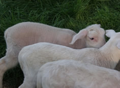 katahdin dorper lambs
