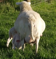 ewe nursing dorper katahdin lambs