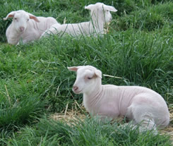 dorper katahdin lamb