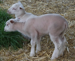 dorper katahdin lambs